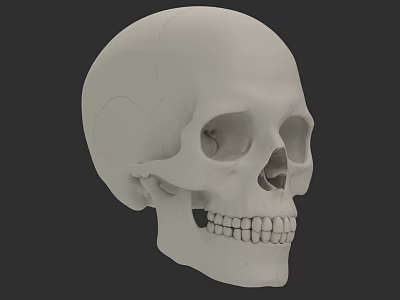 Detailed Human Skull 3D Model With Eye Sockets Nasal Cavity And Teeth 3d model