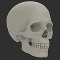 Detailed Human Skull 3D Model With Eye Sockets Nasal Cavity And Teeth