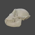 Detailed White Primate Skull Display On Dark Background With Visible Teeth 3d model