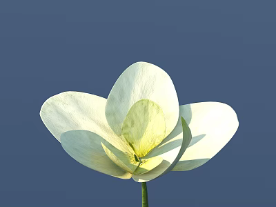 Beautiful Isolated White Flower With Large Fresh Petals On Deep Blue Background 3d model