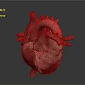 Human Thoracic Organ Heart 3D Anatomical Model With Blood Vessels Structure