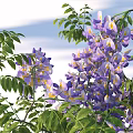 Detailed Deciduous Vine Arbor Wisteria Floribunda Realistic 3D Model with Natural Design