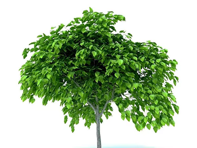 Lush Green Arbor with Vibrant Foliage and Strong Healthy Trunk 3d model