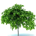 Lush Green Arbor with Vibrant Foliage and Strong Healthy Trunk