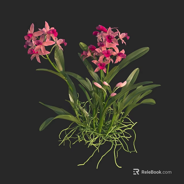 Pink Orchids With Green Leaves And Long Roots On Black Background 3d model 