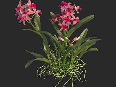 Pink Orchids With Green Leaves And Long Roots On Black Background 3d model