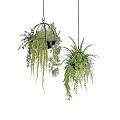 Lush Green Hanging Basket Plants with Ferns and Trailing Vines for Indoor Decor