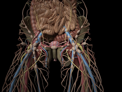 human body system structure model