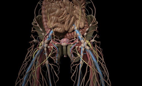 human body system structure 3d model