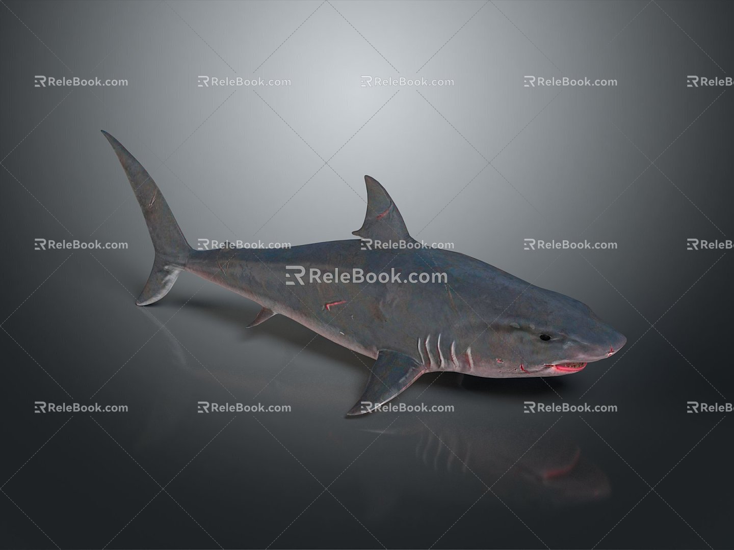 shark great white shark whale shark hammerhead shark tiger head shark man-eating shark blue shark coral red coral white coral 3d model