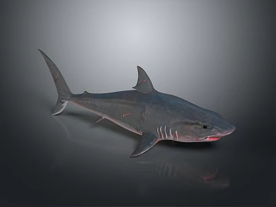 Detailed Blue Gray Shark With Red Mouth Accents 3D Rendered On Dark Gradient Background 3d model