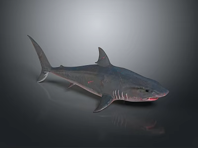 shark great white shark whale shark hammerhead shark tiger head shark man-eating shark blue shark coral red coral white coral 3d model