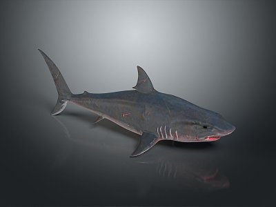 shark great white shark whale shark hammerhead shark tiger head shark man-eating shark blue shark coral red coral white coral 3d model