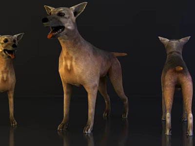 Three Reptile 3D Models Showing Front Side And Back Views With Detailed Features 3d model