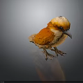 Vibrant Orange and Yellow Bird with White Head Feathers Standing on Dark Reflective Surface