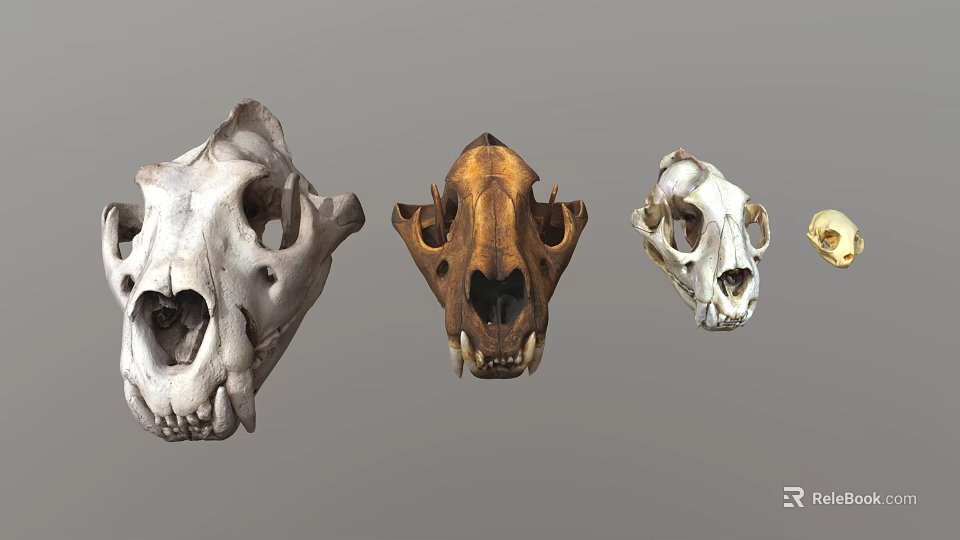 Various Animal Skulls Collection With Different Skeletal Structures And Colors 3d model