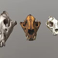 Various Animal Skulls Collection With Different Skeletal Structures And Colors 3d model