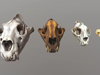 Various Animal Skulls Collection With Different Skeletal Structures And Colors 3d model