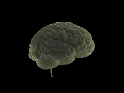 Detailed Realistic Anatomical Human Brain 3D Model Displayed Against Black Background 3d model