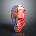 3D Rendering of Human Head Anatomy Showing Brain Muscles and Blood Vessels