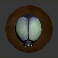 3D Model of Beetle with Light Blue Shell White Spots and Brown Circular Base
