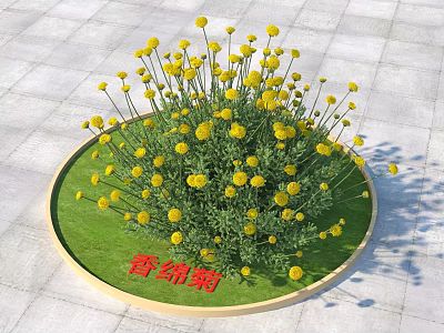 Yellow Flowering Shrub in Circular Planter with Green Grass and Stone Pavement 3d model