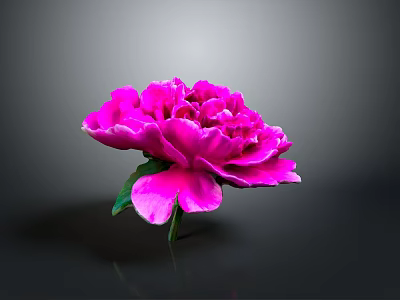 Vibrant Pink Peony Blooming with Fresh Green Leaves on Gray Background 3d model