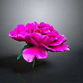 Vibrant Pink Peony Blooming with Fresh Green Leaves on Gray Background