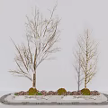 Two Leafless Arbor Trees with Slender Trunks in Circular Planter and Small Shrubs Light Background