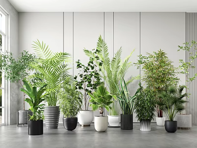 Various Bonsai and Potted Plants as Indoor Greenery Decor with Modern Planters 3d model