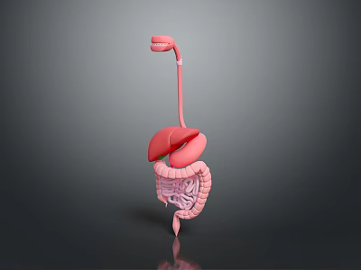 3D Anatomical Model of Human Internal Organs Showing Liver and Intestines 3d model