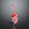 3D Anatomical Model of Human Internal Organs Showing Liver and Intestines