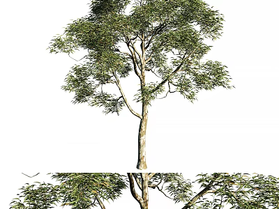 Tall Arbor Tree With Lush Green Foliage And Smooth Brown Trunk In Natural Outdoor Landscape 3d model