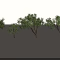 Arbor Trees in Various Sizes Displaying Green Foliage and Natural Trunks 3d model