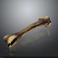 Realistic Bone 3D Model With Maroon Beige Texture And Reflection On Black Surface 3d model