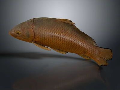 Whole Brown Fish With Shiny Scales On Dark Reflective Surface Displayed 3d model