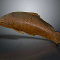 Whole Brown Fish With Shiny Scales On Dark Reflective Surface Displayed 3d model