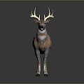 Realistic Brown Stag With Large Antlers In Standing Pose And Detailed Fur Texture