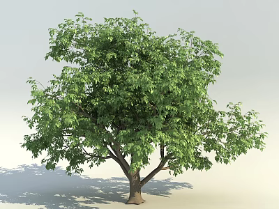 Lush Green Arbor With Dense Foliage And Strong Trunk In Bright Light 3d model