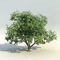 Lush Green Arbor With Dense Foliage And Strong Trunk In Bright Light