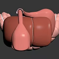 3D Anatomical Model of Human Internal Organs Showing Liver and Intestines