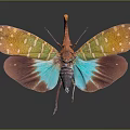 Vibrant Flying Insect With Red Blue Green Spread Wings And Colorful Spotted Patterns