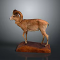 Mounted Ram Taxidermy Display With Curved Horns On Wooden Base