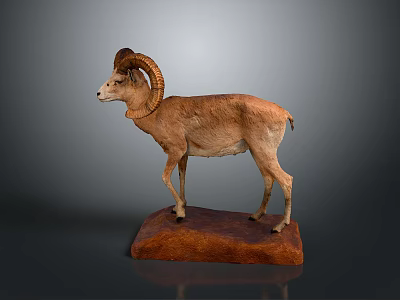 Mounted Ram Taxidermy Display With Curved Horns On Wooden Base 3d model