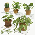 Elegant Wall Decor with Multiple Transparent Glass Shelves Holding Potted Green Plants