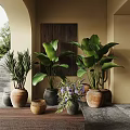 Indoor Potted Plants With Large Green Leaves And Various Clay Woven Pots