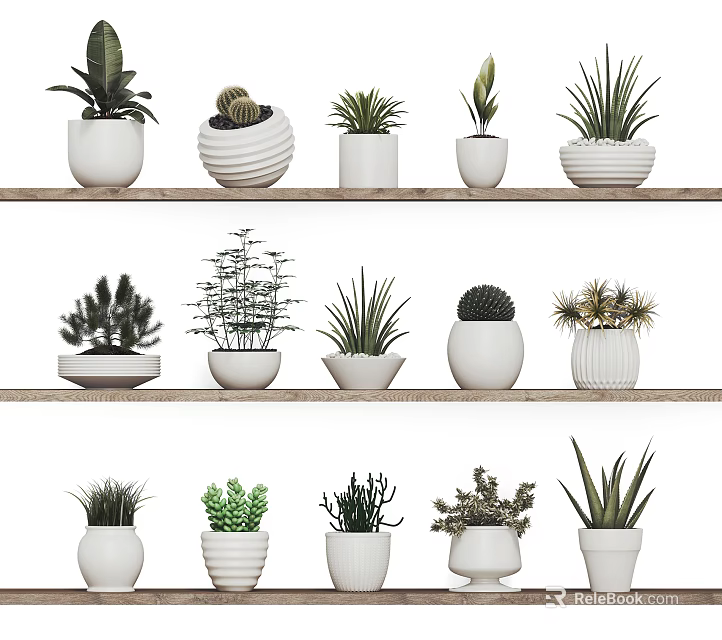 Various Bonsai and Potted Plants in Decorative White Pots on Shelf 3d model 