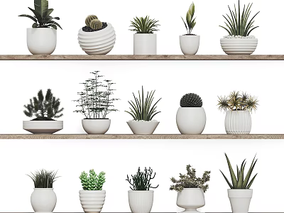 Various Bonsai and Potted Plants in Decorative White Pots on Shelf 3d model