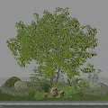Tall Leafy Arbor Surrounded by Green Shrubs Small Stones and Lush Grass