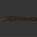 Crocodile Alligator Nile Crocodile carnivore reptile cold-blooded animal reptile reptile 3d model